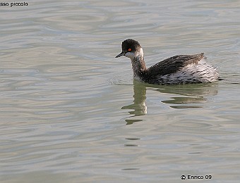 Animali 395